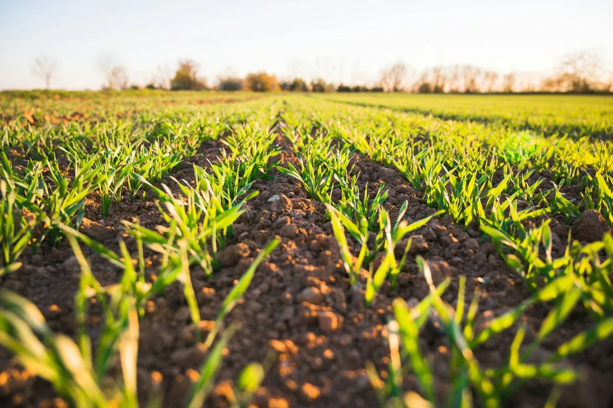 Reforma Tributária e o Agronegócio: Regras para Insumos, Aquisição de Maquinário e Investimentos Rurais