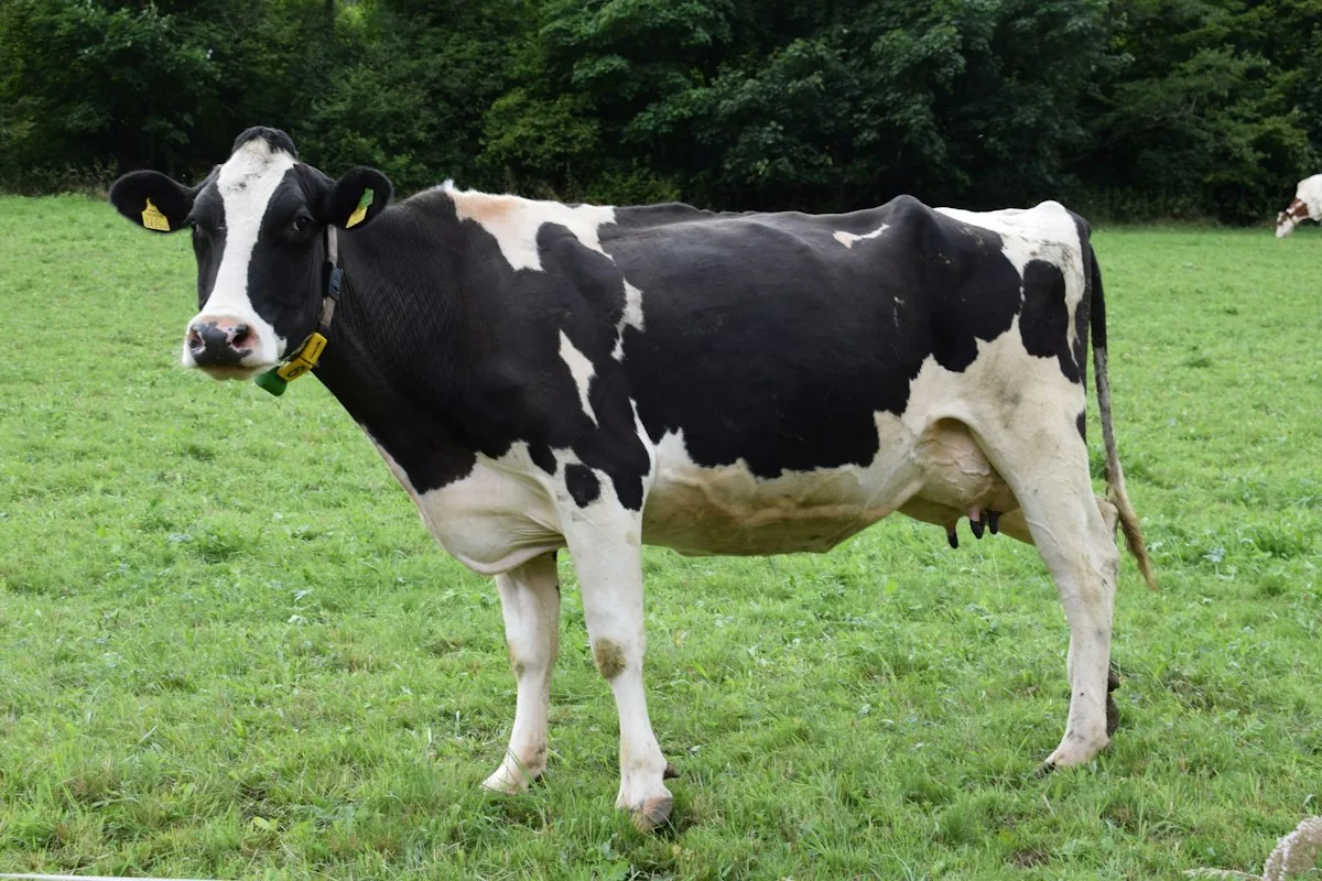Quanto custa produzir um litro de leite na sua fazenda? Como calcular